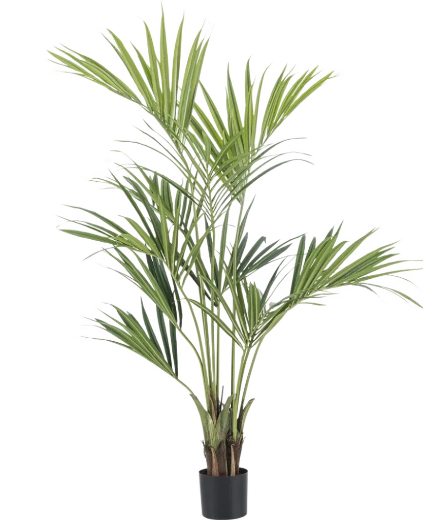 Kentia Palm - X8 - 120cm Green